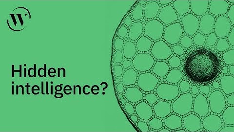 Can cells think? | Michael Levin