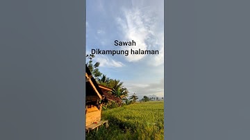 suasana sawah #shortfyp #trending  #viralvideo #nature #traveling