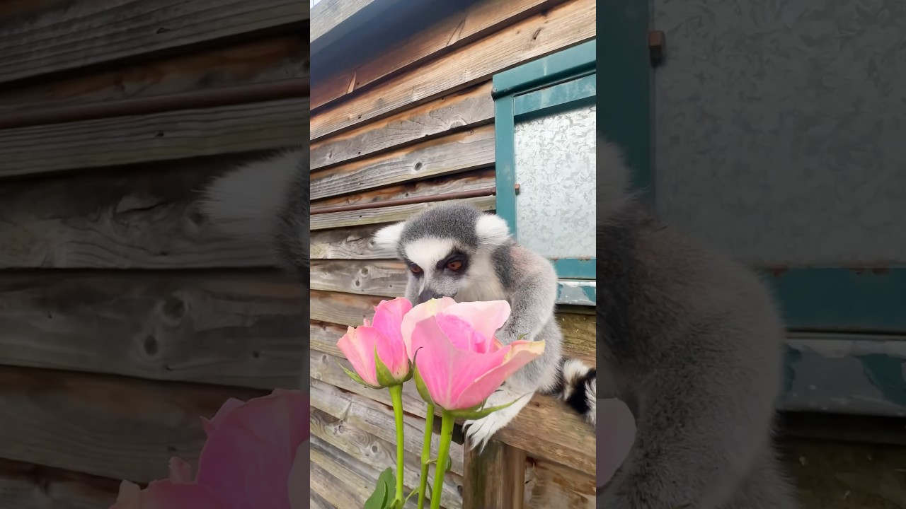 Love is in the zoo! 🌹 