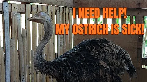 I Need Your Help – My Ostrich Can’t Stand and His Eyes Are Swollen!