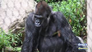 From Booms to Bliss: Mokolo’s Grumpy Day Turns Adorable