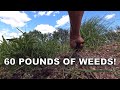 Weeding the Rest of the Huge Garden (Over 60 Pounds of Weeds!!!)