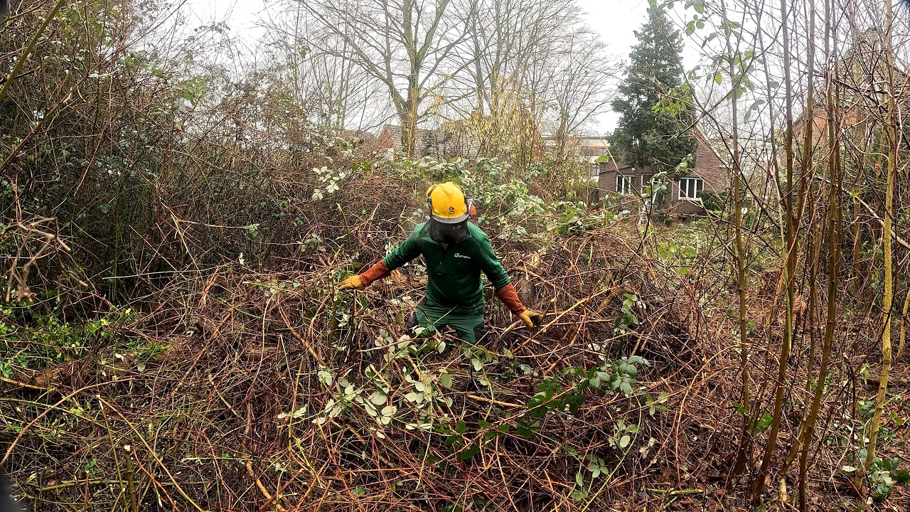 For 15 Years, Blackberry Vines TOOK OVER and DESTROYED this Yard