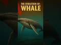 Evolution Journey of the Majestic Whale 🐳✨🌊#Whale #Evolution #Ocean #Nature #Science