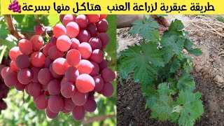 طريقة عبقرية لزراعة العنب 