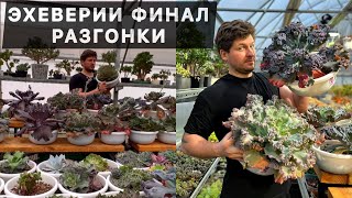 ЭХЕВЕРИЯ ECHEVERIA НА МАКСИМАЛКАХ. ОГРОМНЫЕ СУККУЛЕНТЫ ВЫРОСЛИ В ТАЗАХ В ПОДМОСКОВЬЕ