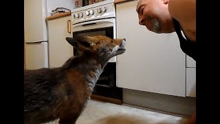 Handfeeding wild fox in my kitchen.