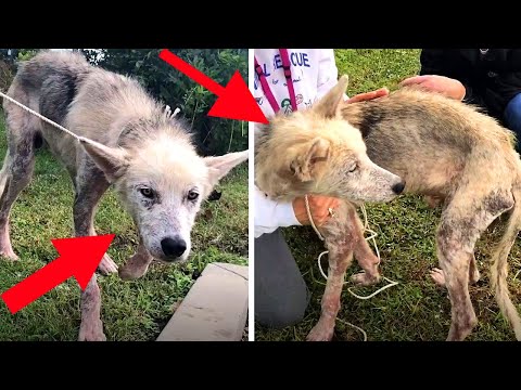 Видео: Загубата на домашен любимец: Справяне със смъртта на вашето куче