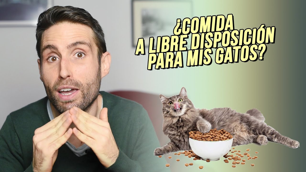 Mi Gato Tira La Comida Del Comedero
