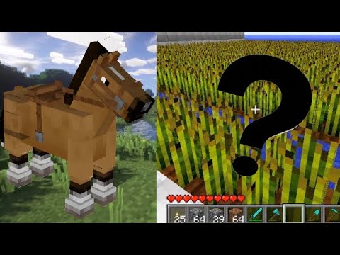 ¿Qué comen los caballos?
