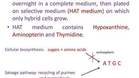 Somatic cell fusion and HAT medium