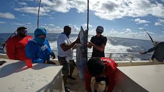 Wahoo fish over 80 pounds being landed