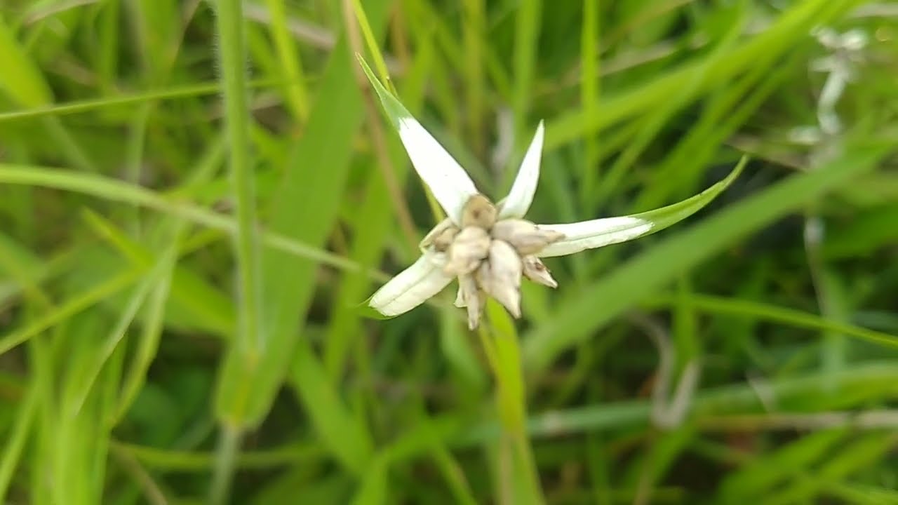 Grama-Estrela-Branca/(Rychonspora nervosa) (Vahl.) Boeckeler. [Leitura na Descrição]