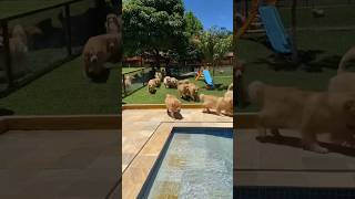 Enjoying the summer! Video by Golden Friend Forever Kennel #goldenretriever #goldenretrievers #dog