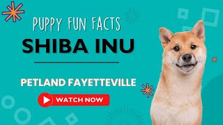 Everything you need to know about Shiba Inu puppies! by Petland Fayetteville 6 views 9 months ago 1 minute, 7 seconds