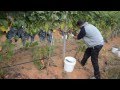 Evans Creek Vineyard Grape Harvest