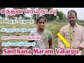 Santhana Maram Valarpu || சந்தன மரம் வளர்ப்பு செல்  9791756499 நடவு முறை முழு விளக்கம் ₹5 கோடி லாபம்