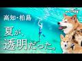 🐬高知・柏島で犬猫と夏を噓みたいに大満喫‼️【Shi-Ba掲載4コマ連動動画】