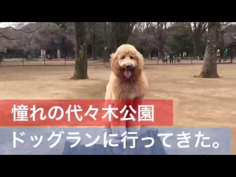 【ドッグラン】憧れの代々木公園ドッグランへオーストラリアン•ラブラドゥードルのユメと行ってきた
