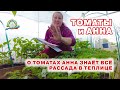 О томатах Анна знает всё! Слушаем её советы.