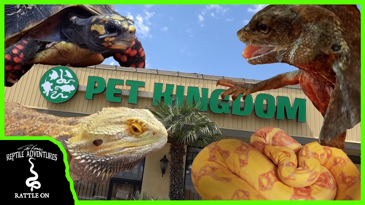 TOURING THE BIGGEST REPTILE SHOP ON THE WEST COAST! (Pet Kingdom, San