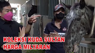 KOLEKSI KUDA MAHAL & LANGKA SULTAN JAWA TENGAH