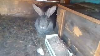 Обзор моих мясных Кроликов Мои Крольчихи принесли крольчат