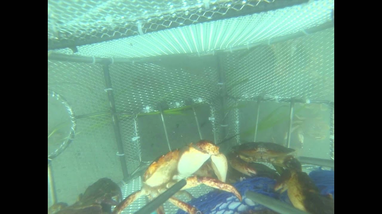 GoPro in a Homemade Crab Pot YouTube