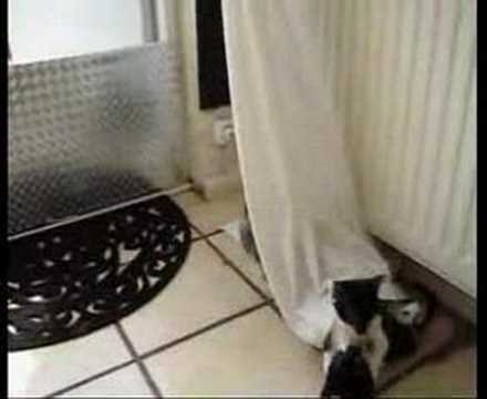 Very special curtains