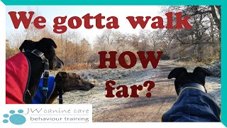 How much walking does my greyhound need?