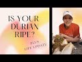 Durian Ripeness Guide: How to Tell if Your Durian is Perfectly Ripe + Life Update"