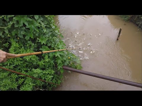 Video kích cá điện tử 10 phét / xiệt cá điện tử 10 phét /... - youtube