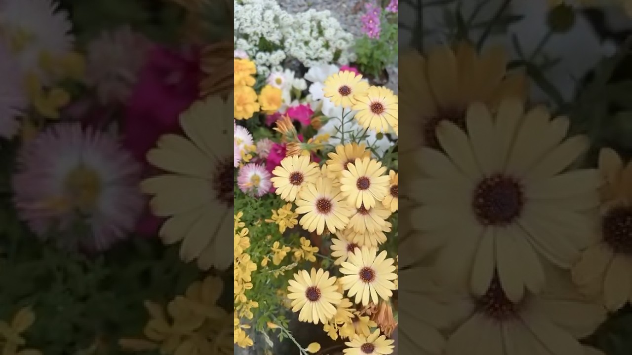 Beautiful flowers 