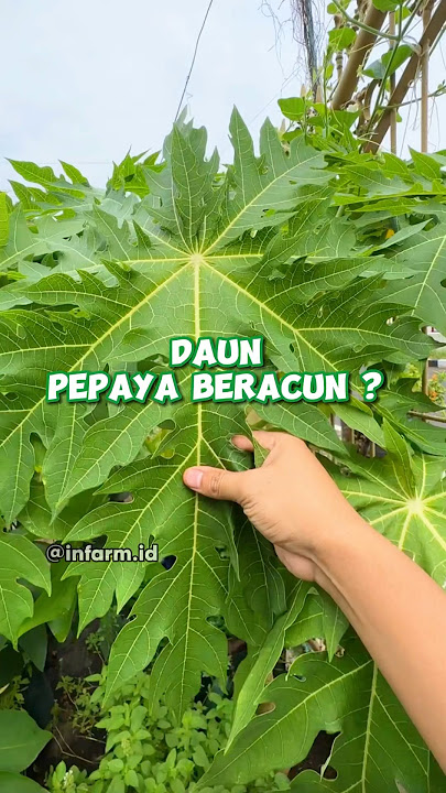 Bikin Pestisida Alami Menggunakan Daun Pepaya #infarm #berkebun