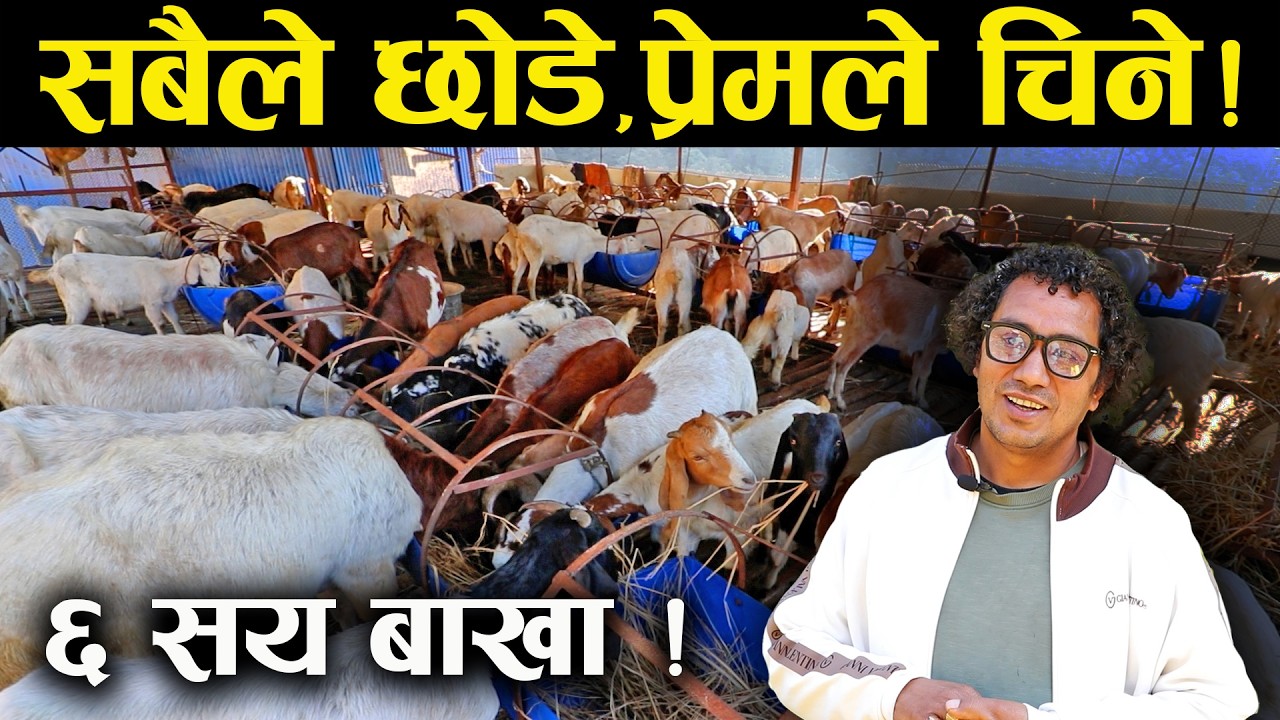 ६ सय बाख्रा पालेका जापान रिटर्नी प्रेमको प्रेरणादायी कथा