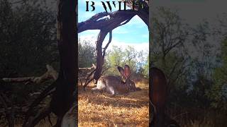 #hare #liebre #zacatecas #mexico #bwild