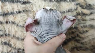 Luxurious Beauty Of An Unique Elf Breed Eva For Breeding