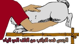 الجس فى الارانب من الالف الى الياء