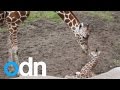 Baby boy giraffe born at Detroit Zoo makes shaky first attempt at a run