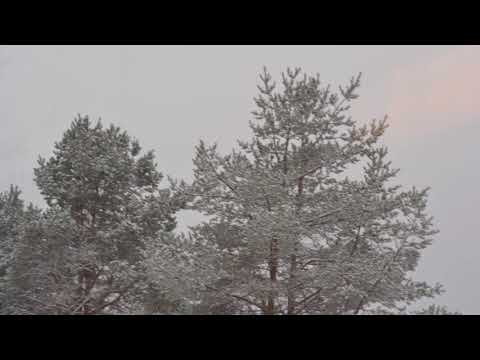 فیروز سالتك حبیبی