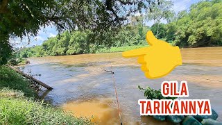 Mancing ikan baung | umpan usus ayam | sungai jelai pahang #wms-311