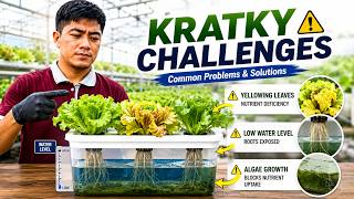 3. Common Challenges in Kratky Hydroponics and How to Solve Them