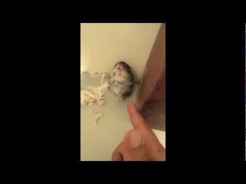 cute-hamster-gets-shot-&-play-dead.