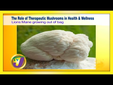 The Role of Therapeutic Mushrooms in Health & Wellness