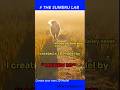 They Found Their Way BackIn A Dog's Purpose, love transcends lifetimes.  #shorts #sumeruai #dog