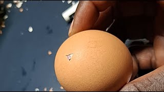ODDLY SATISFYING RAW EGG PEELING ASMR #30