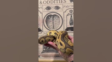 Black Pastel and Clown 👌🏻 add in het Hypo and 66% DG could be 🔥 #animals #snake #shorts #python