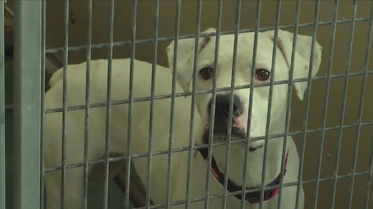 New veterinarian provides update on Verona Street Animal Shelter YouTube