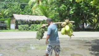Breadfruit Tree in Tropical Greenhouse - YouTube