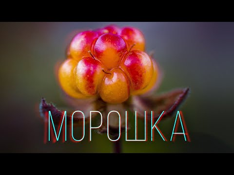 Видео: Полезны ли морские ягоды?